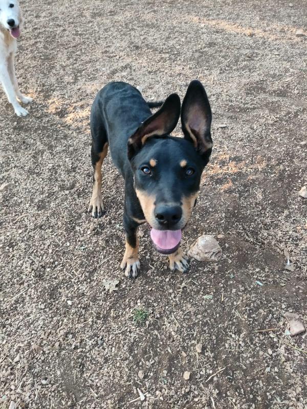 Dodo Meraviglioso Dolce Cucciolo Cerca Famiglia 